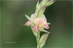 Alysicarpus glumaceus